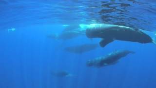 Sperm Whale Clicking Sounds [upl. by Nomor]