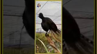 Lyrebird Crying Like a Baby You Won’t Believe This Sound oliverhayden wildlife [upl. by Hallerson]