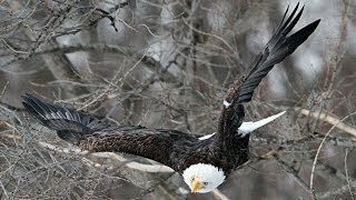 Bald eagles flock to Illinois [upl. by Yartnod]