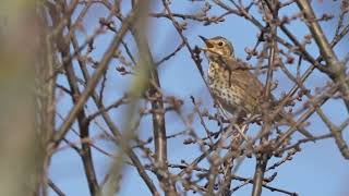 Śpiew śpiewaka Turdus philomelos [upl. by Tabatha]