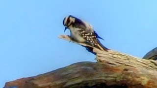 Downy Woodpecker Calling and Drumming [upl. by Bealle559]