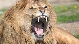 The Man Eating Lions Of Tsavo Kenya [upl. by Carolynne747]