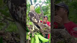 A man walks through the forest to meet a pair of hawks laying eggspart2birds dance nature game [upl. by Telfore]