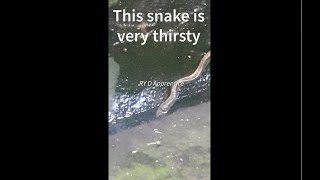 Capturing Rare sight  Thirsty Snake drinking water in a pond [upl. by Aida417]