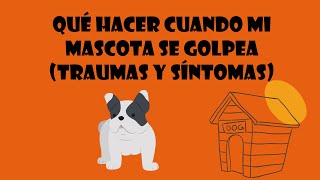 Qué Hacer Cuando Mi Mascota se Golpea Traumas y Síntomas  Whiskersvet [upl. by Yereffej]