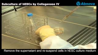 Subculture of hESCs by Collagenase IV [upl. by Oconnor122]