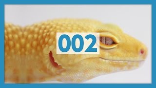 5 Care Tips for Leopard Geckos [upl. by Baoj]