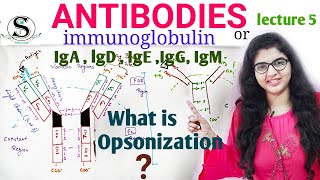 Antibodies Structure and function  Antigen and Antibodies  Immunoglobulins [upl. by Popele]