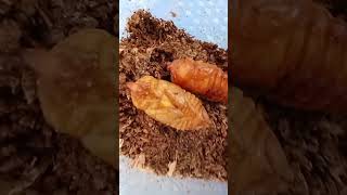 Part 3 Rescued my beetle larvae container was attacked by ants pupae Rhino beetle [upl. by Zipah]