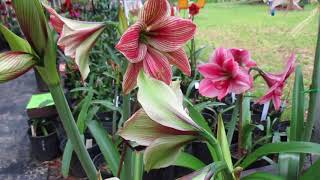 Bed of amaryllis with WOW factor 4 10 18 [upl. by Reede317]