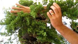 How to Create a Bonsai Tree From a Nursery Juniper Part One [upl. by Varini188]