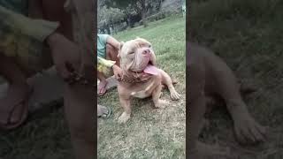 doglover am bully male sale9950045222 [upl. by Atived]