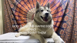 Dog Sledding 101 Harnesses and How To Fit Them [upl. by Kerwin]