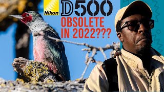 Nikon D500 is it obsolete in 2022 Photographing the Lewiss Woodpecker [upl. by Landy]