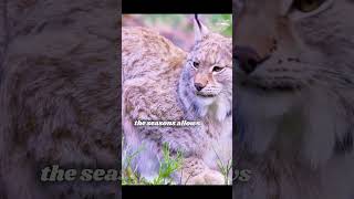 Unbelievable Lynx Facts You Must Know lynx lynxlegion animal animals animalfacts shortsvideo [upl. by Suckram]