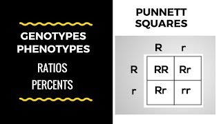 Genotype and Phenotype Ratios and Percents  Punnett Square Basics [upl. by Gnod524]