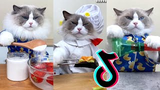 That Little Puff TikTok 😻 Cats Make Food Compilation 3 [upl. by Rofotsirk]