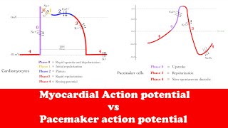 Cardiology Myocardial Action potential vs Pacemaker action potential [upl. by Anoek]