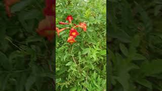 Tecoma stans Bells of fire tecoma flowering shurb ornamental purpose landscaping FBignoniaceae [upl. by Sivat504]