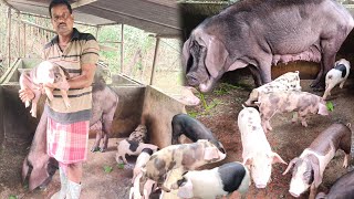 Pig Farming in Nalchar Tripura [upl. by Center996]