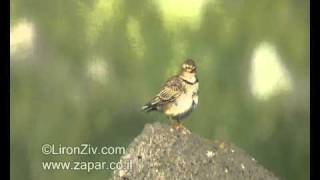 Calandra Lark singing עפרוני ענק [upl. by Durrell]