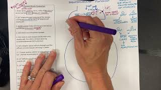 Skeletal Muscle Contraction [upl. by Ritch]