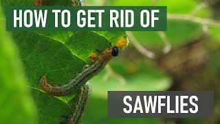 How to Get Rid of Sawflies 4 Easy Steps [upl. by Ahsinyar]