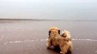 Lhasa Apso puppy Altan first time to the sea [upl. by Tare229]