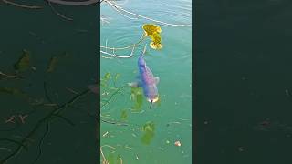 ছিপ দিয়ে মাছ ধরার দিন শেষ।। The days of spring fishing are over shorts youtubeshorts fishing [upl. by Hnah]