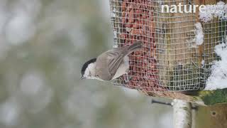 Willow tit feeding from a peanut feeder Carmarthenshire Wales UK [upl. by Sinnelg]