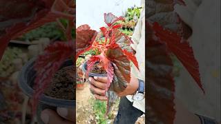 Rex Begonia Indoor Plant  shortsvideo shortfeed shorts youtubeshorts tour plants ytshorts [upl. by Jaenicke]