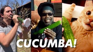 Macka B X The Kiffness  Cucumba Cucumber Rap Live Looping Remix [upl. by Favin]