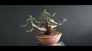 Bonsai Cupressus 3 Stage 1 How to make Bonsai [upl. by Cowley423]