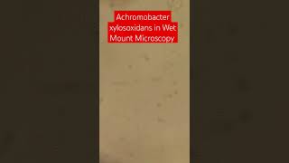 Achromobacter Motility  Achromobacter xylosoxidans in Wet mount of Tryptone soy broth Microscopy [upl. by Ynabe]