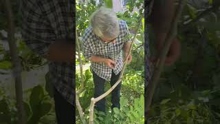 Budding Grafting on Walnut Cevizde GözYaprak Aşısı [upl. by Laverne]