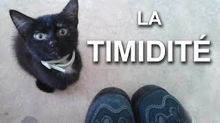 LA TIMIDITÉ  PAROLE DE CHAT [upl. by Benjamin]