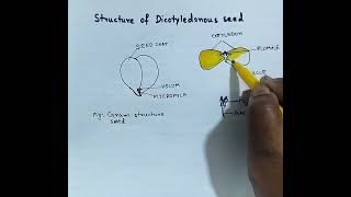 Structure of Dicotyledonous seed Gram seed How to draw Dicot seed Dicot seed structure [upl. by Schifra]