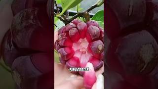 Awesome Red Fruit  Kadsura Coccinea shots [upl. by Noemis]