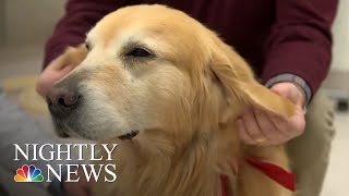 Sweet Story Behind Super Bowl Ad About Dog’s Cancer Journey  NBC Nightly News [upl. by Norman]