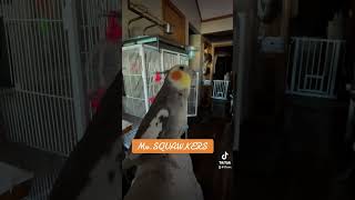 MRSquawkers the cockatiel Jams out 2toos bird cockatiel cockatiellife [upl. by Cristabel]