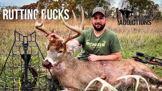 YOU GOTTA LOVE THE RUT with Luke Standley [upl. by Arrait]