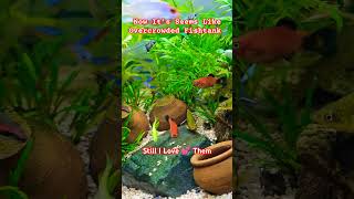 An Overcrowded Community Fishtank lovelyfishtank plantedtank trending viralsong music aquarius [upl. by Richma789]