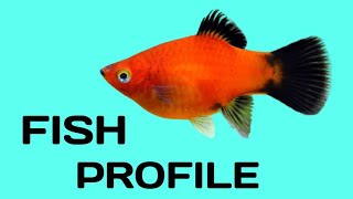 Platy fish species profile Platy care guide [upl. by Ruhnke]