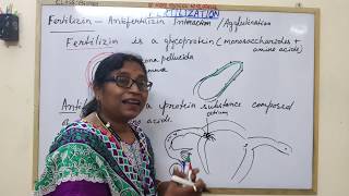 Fertilization Part5 FertilizinAntifertilizin Interaction [upl. by Guntar]