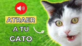 Maullido para Atraer a tu Gato Garantizado 🐈💨 [upl. by Kemme]