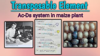 Transposable elements AcDs system in maize plant [upl. by Riti]