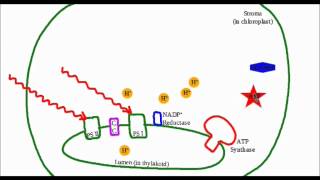 MACademy  Photosynthesis Video Tutorial [upl. by Sissy]