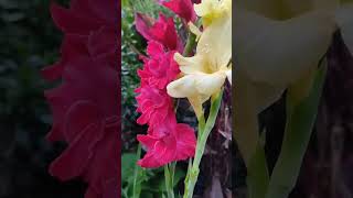 Gladiolus flowerHome Garden homegardens gardening gladiolus [upl. by Sarena]