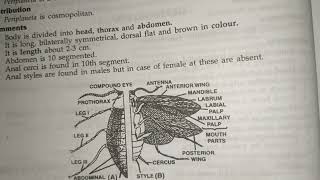 periplaneta Americana cockroach classification habitat and comments zoology practical bsc [upl. by Handler]