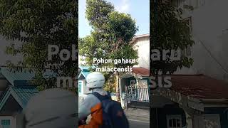 pohon gaharu malaccensis balikpapan [upl. by Eisenhart]